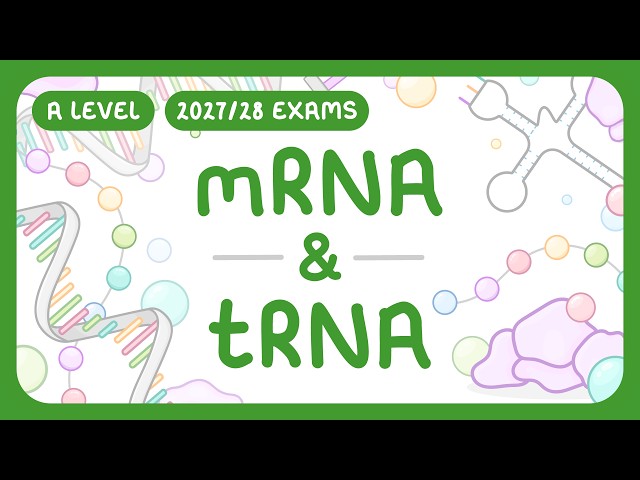 A-Level Biology - mRNA & tRNA | Messenger RNA & Transfer RNA (2027/28 Exams)
