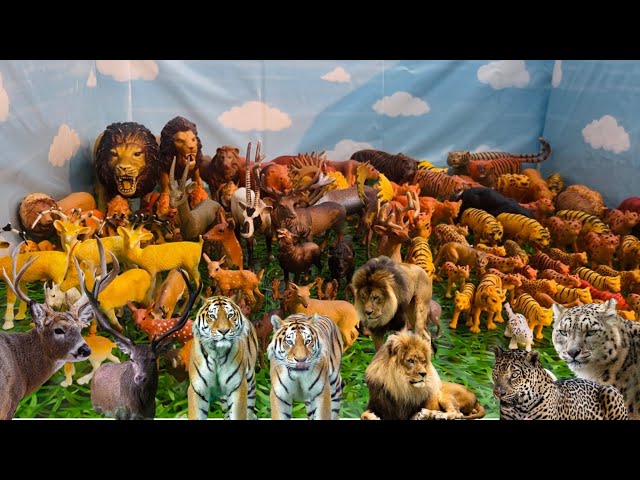 Animal Groups in the Zoo | Carnivores, and Herbivores |   Toy Animals for Kids | Group of Big Cats