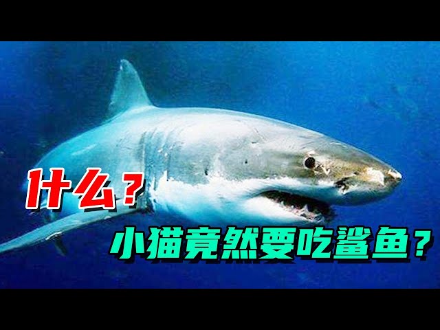 What? Cats want to eat sharks? My house is going to be lively in the future!