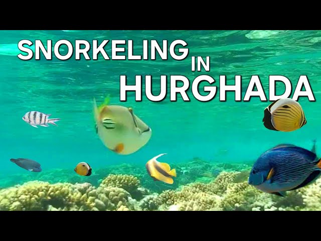 SNORKELING IN RED SEA - HURGHADA