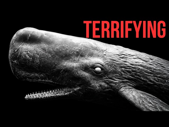 Why Sperm Whales Are the Real Apex Predator in the Ocean