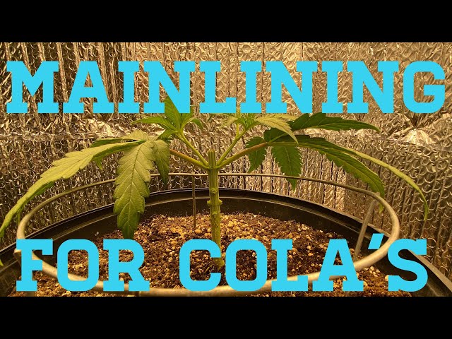 Mainlining for colas - main-lining cannabis - manifolding