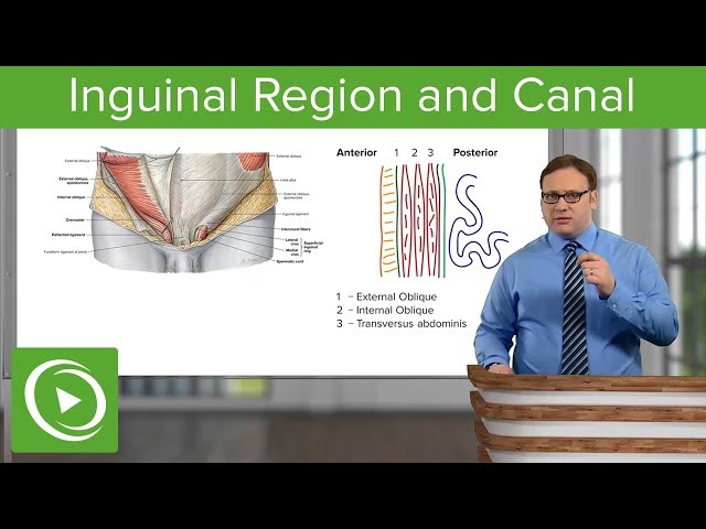Mastering the Inguinal Canal Anatomy: From Boundaries to Hernias