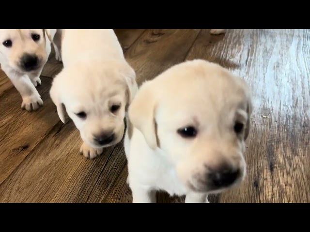 Pumpkin Spice Porridge? 9 Cute Labrador Puppies’ FIRST Puppy Mush Breakfast!