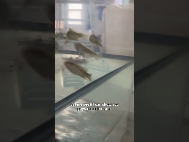 Zebrina Pike Cichlid = Freshwater Barracuda! ⚡