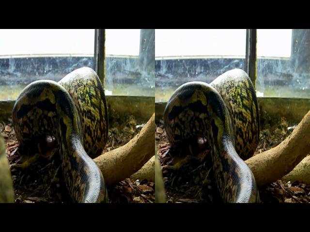 3D: monster python swallows a rat in the Paris zoo. HD. Red/cyan glasses required!
