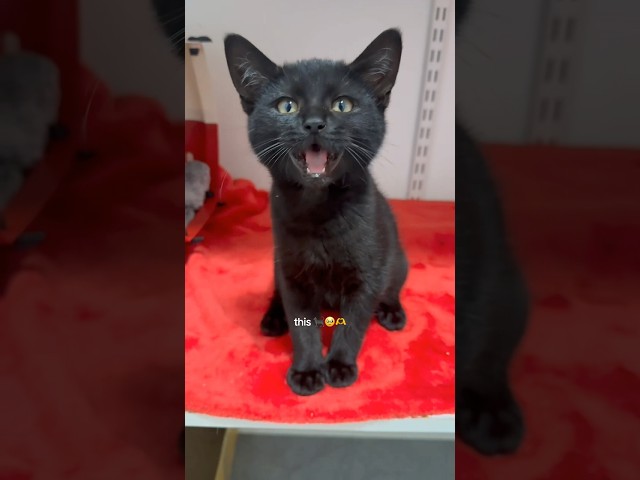 Interrupting your doomscrolling with an adorable kitten 🫶🐈‍⬛