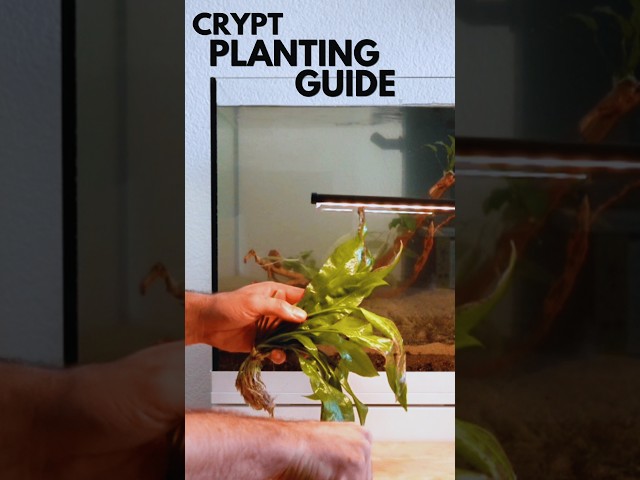 How to plant cryptocoryne plants?