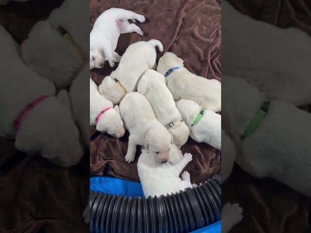 The SWEETEST Puppy Pile - 9 Adorable Lab Puppies Snuggle and Sleep Together 😴 #labrador #puppy