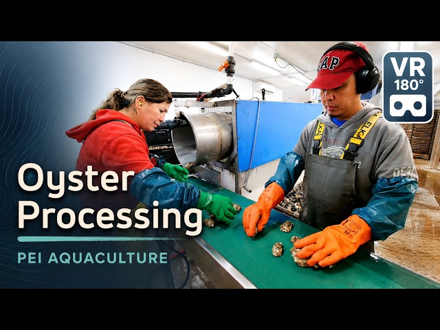 Inside a Career in Oyster Processing | Career Dive VR