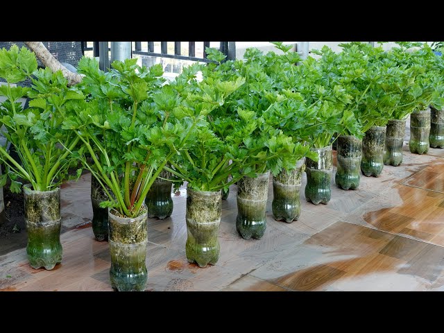 Growing Celery is very simple with just a few small plastic bottles and lush vegetables