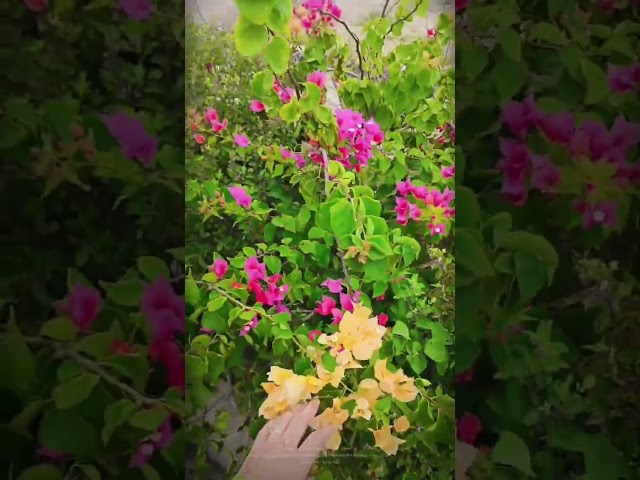 my garden #love ЁЯПб