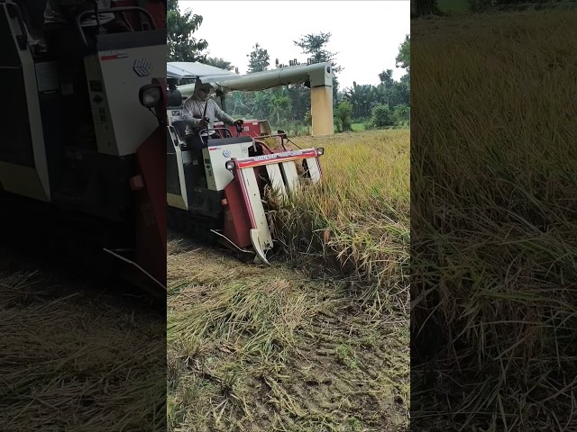 COMBINE HARVESTER WORLD eps 85 #kombisawah #combineharvester #automobile