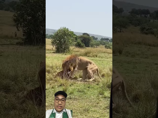Lion gets a huge prey #viral #streetfood #watermonitor #food #carpetpython #foodie #bigsnake
