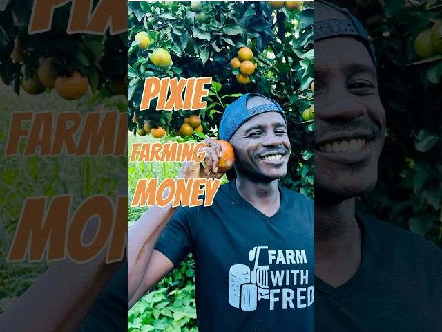 Make money in pixie farm #short  #shorts #shortvideo