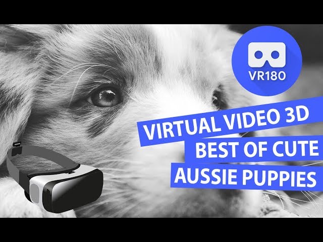 Best Of Cute Australian Shepherd Puppies Compilation - VR180 3D Video