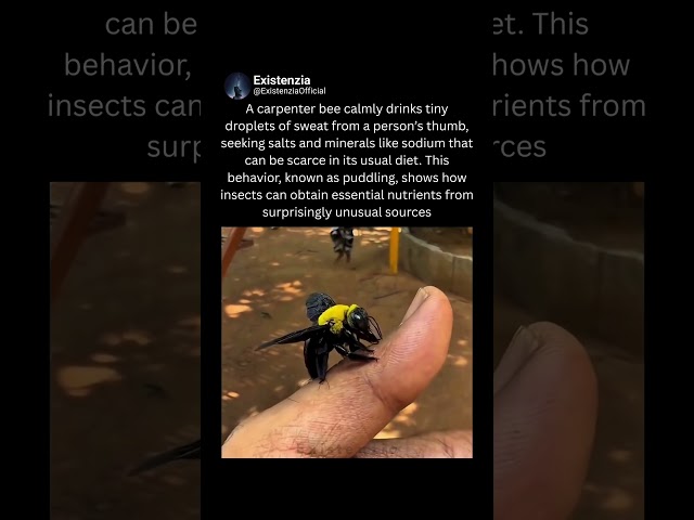 Carpenter Bee Collects Minerals From Human Sweat