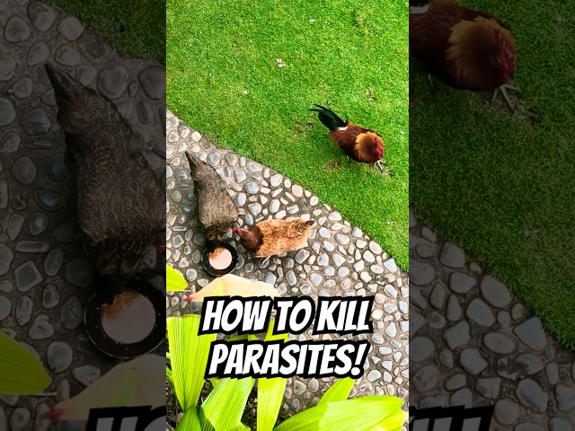 HOW TO KILL PARASITES!! 🐔💕 Giving my chickens apple cider vinegar oat soup lol