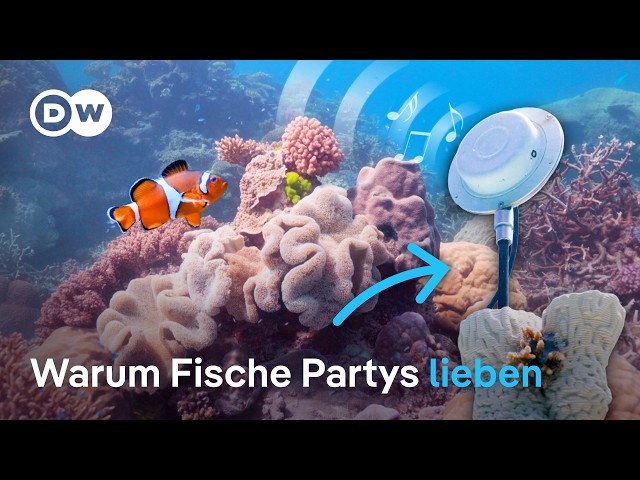 Können Geräusche geschädigte Korallenriffe retten?