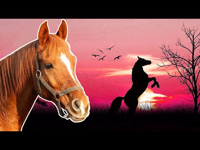 Horses for Kids | Animals for Kids | Pony, Mule, Donkey  |  Year of the Horse