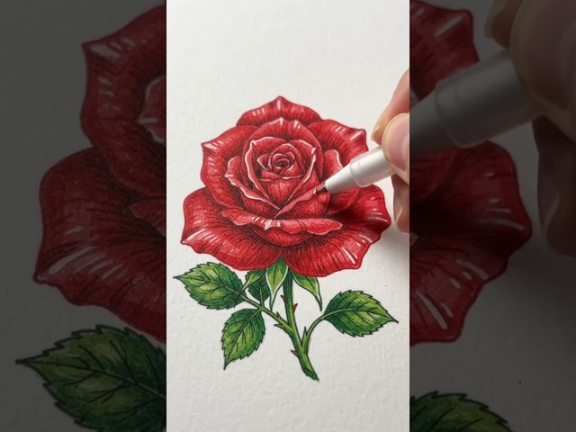 🌹Rose Drawing with Color Pens and Markers #Rose #shorts