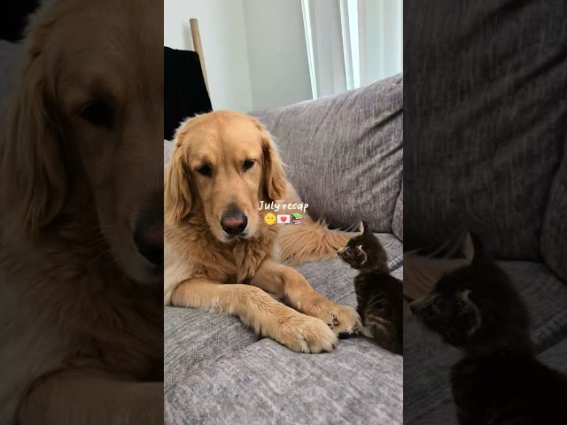July Recap: World Cup Watch Parties, Foster Kitty & Junk Journaling 🌻
