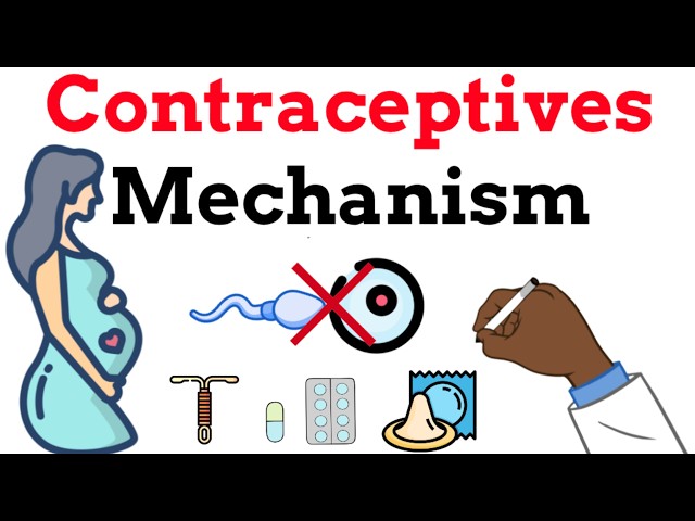 Learn the menstrual cycle and how contraceptives work in less than 5 mins