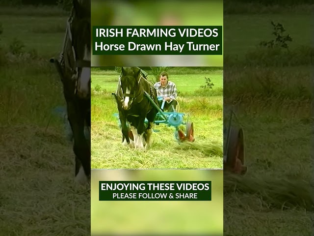 Horse pulls a Pierce Hay Turner,  turning over the Hay to dry 🐴