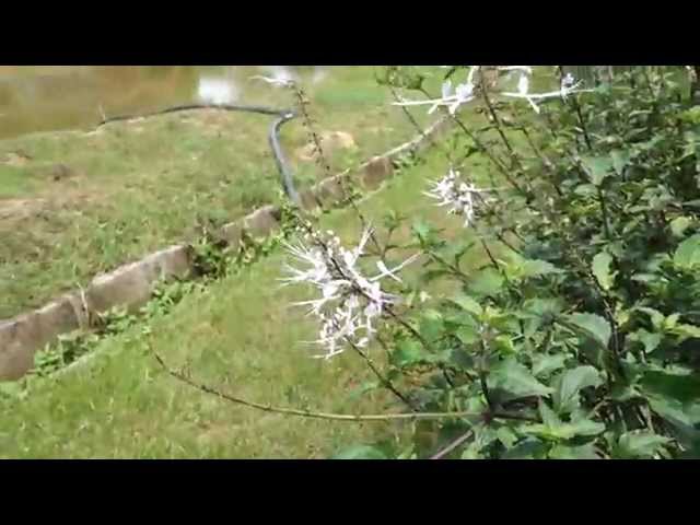 Cat Whiskers Plant Explanation @ Zenxin Organic Park