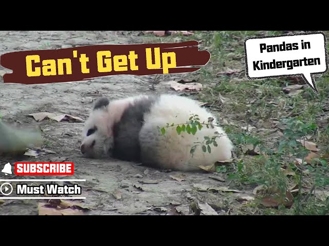 Panda Baby Tried To Get Up In The Morning, But Failed | iPanda