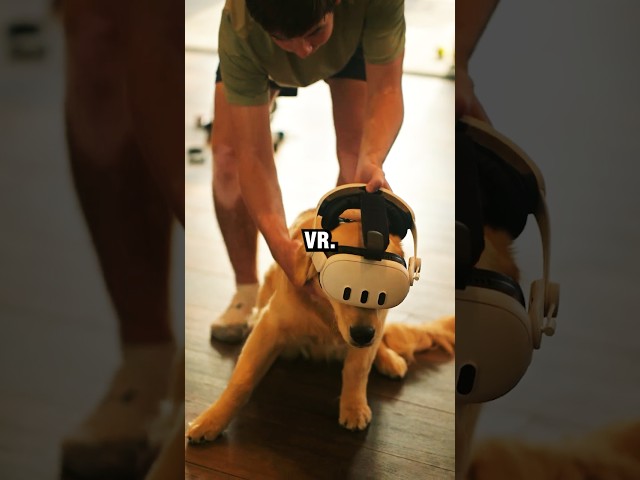 Will Dogs Play VR? #vrheadset