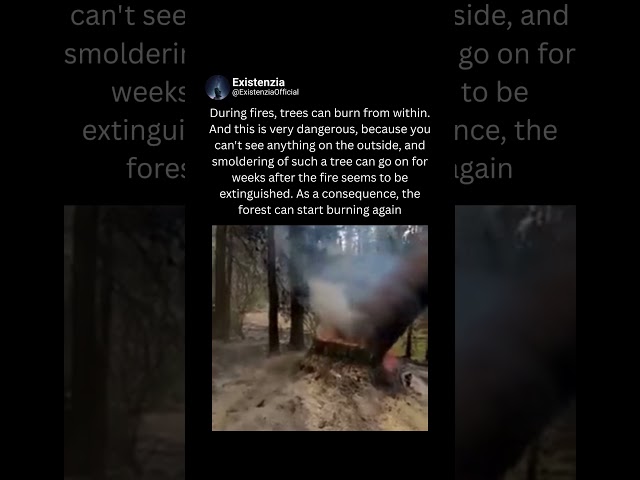 When a Tree Keeps Burning From Inside