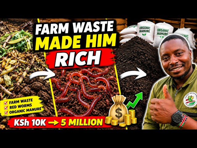How I Turned Waste Into 20 Tonnes of Organic Manure Using Red Worms. From KSh 10K to KSh 5 Million