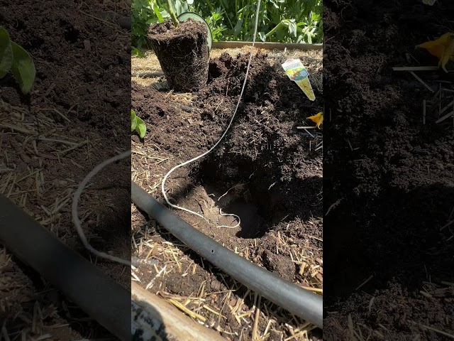 THE Cheapest Tomato Trellis