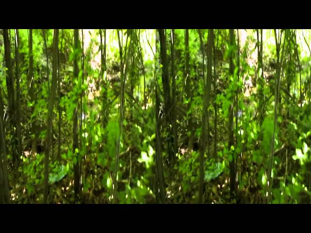 Stroll through wooded park