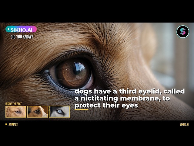 Did You Know Dogs Have a Third Eyelid? | Sikho.ai