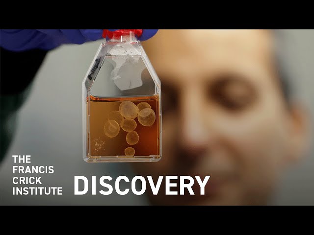Using Stem Cells to Mimic the Amniotic Sac