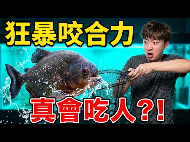 家裡魚缸又出事了？斥巨資接回兇猛黑食人魚，尋找失踪吸盤鯊的真相太崩潰！【王小怪】