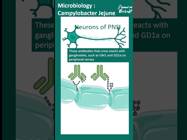 Campylobacter Jejuni pathogenesis |  Animated biology with Arpan