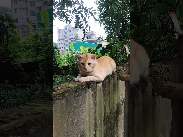 Cat #trendingshorts #shorts #catvideos #catshorts # #kitten #foryou #fypシ゚viral #cutecatshorts