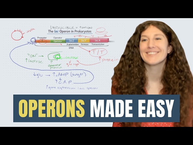 MCAT Biology: Operons and Gene Regulation Explained