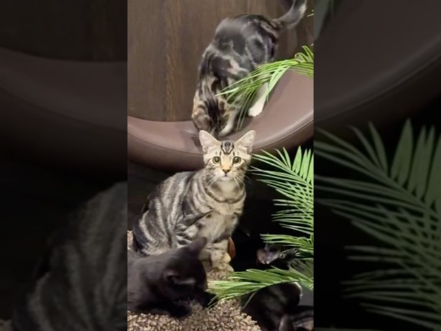 The new plant did not go unnoticed 😹visit Java Whiskers Cat Café to meet these cuties - link in bio