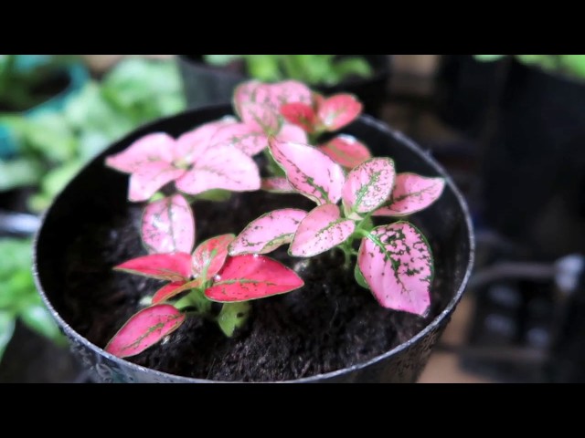 DIY: Creating flower area in small patio
