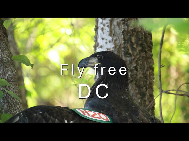 Releasing Bald Eagle "DC" (GG3) Into The Wild