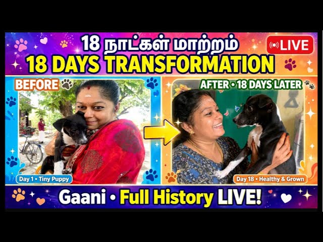 18 நாளில் நாட்டு நாய்க்குட்டி Gaani வாழ்க்கை மாறிய கதை! 😭❤️ Full History LIVE