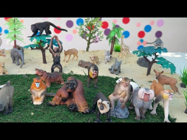 Wildlife baby animals, Monkeys, Apes Playset| Learn Animal Names @Toymany
