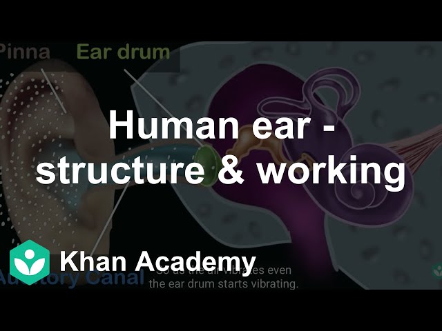 Human ear - structure & working | Sound | Class 9 | Physics | Khan Academy