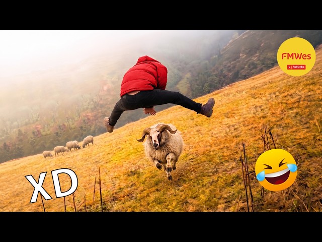 Funny Videos 🤣 If You Laugh You Lose GOD LEVEL #843 😎 Mexican Viral Humor 🤣