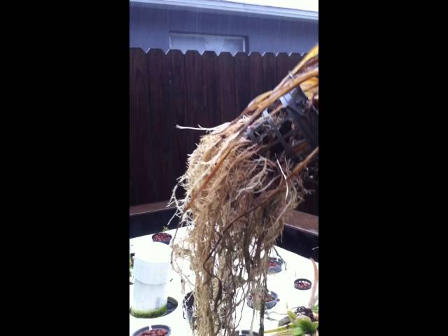 Aquaponics Basics System Produces Super Long Corn Roots in Days