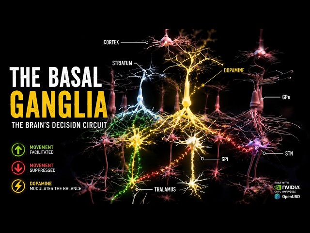 FInal GanglioBasal